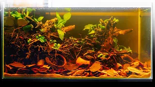 Easy Blackwater Aquascape for Tetras