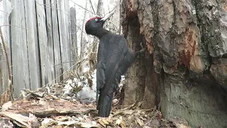 Черный дятел громко кричит и долбит дерево, Black woodpecker chops tree and screams