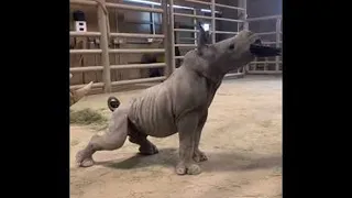 Baby Rhino Loves a Good Brushing || ViralHog