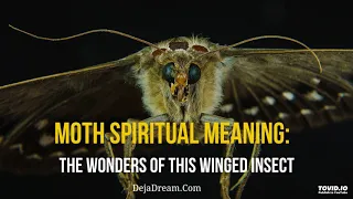 Moth Spiritual Meaning: The Wonders Of This Winged Insect