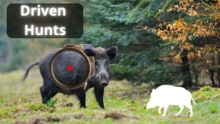 Driven Hunts: The Ultimate Adrenaline Rush for Hunters - Wild boar hunting