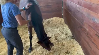 Amare Equus Horse Massage