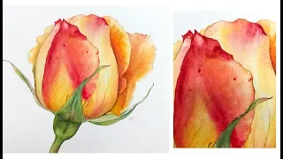 Rose Painting in Watercolor Demonstration (real time on Patreon)