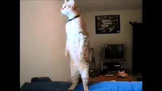 Кот слушает гимн России Cat loves Russian national anthem