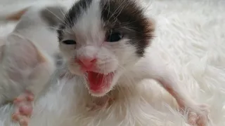 Adorable Newborn Orphan Kittens Going To  Nursing Mother And Got Adopted