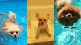 Pomeranian Bath | Funny Pomeranian | Cute Pomeranian videos compilation