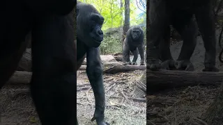 8  year old Gorillas who were born and raised in the Bronx