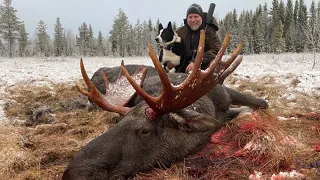 Elgjakt med løshund med Kristoffer Clausen. Hunting moose with dogs.
