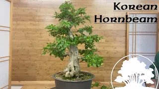 Korean Hornbeam Tidy Up - Greenwood Bonsai