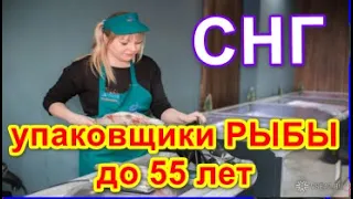 Требуются фасовщики  упаковщики РЫБЫ до 55 лет Вахта с проживанием и питанием для граждан СНГ