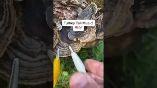 Modern Biology - Turkey Tail Mushroom Music 🍄✨🍄 myco transmissions #music #shorts #synth #mushroom