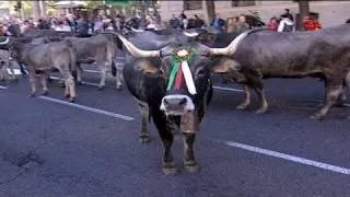 A Madrid va in scena 'la protesta della transumanza'