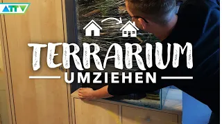 TERRARIUM richtig umziehen! So gelingt der Transport des Paludariums.