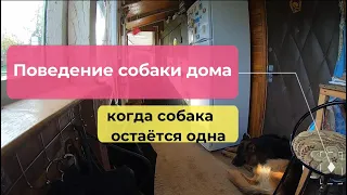 Чем занять собаку дома. Страх одиночества.