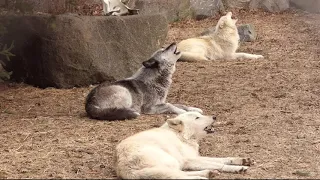 Beautiful Wolf Trio Howling