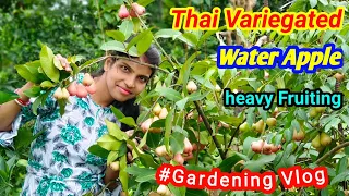 Thai all time varigated Water Apple🍎🍎🍎 Heavy fruiting 🍏🍎🍏💯✔️ // gardening vlog //viral video