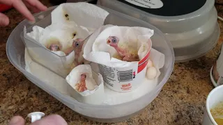 Hand feeding baby cockatiels from 2 hours old to 2 weeks old.