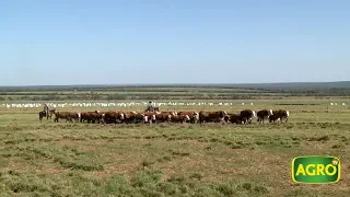 AgroTV en Brasil: Un argentino revoluciona la ganadería en Mato Grosso (#775 2018-06-09)