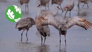 The Great Migration: Sandhill Cranes in Nebraska