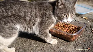 Starving cat meows loudly asking for food - the cat was very skinny