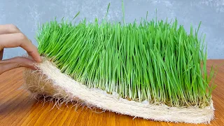 How to Grow Wheat Grass at Home Without Soil | Growing Wheat with Seeds