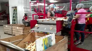 Vidalia Onion Harvest 2016
