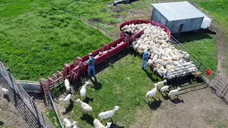 Weaning Lambs at Keller Ranch!