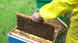 Avvio del progetto di biomonitoraggio sulle api "CAPIAMO" presso il termovalorizzatore di Granarolo