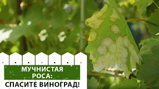 Мучнистая роса на винограде. Как уберечь  растение от “пожара” и получить богатый урожай?