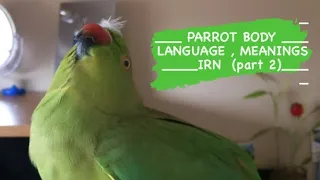 INDIAN RINGNECK PARROT Body language | Meanings  (Part 2)