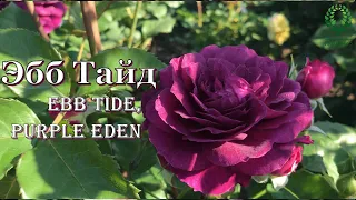 Роза Эбб Тайд/Ebb Tide, Purple Eden. Видео/карта. Питомник 🌹 и 🌲 Е. Иващенко