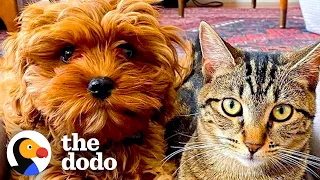 Kitten Refuses to Share Her New Puppy Sister with Anyone | The Dodo Odd Couples