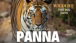 Panna Tiger Reserve | We Saw 6 Tigers | The Safari of a Lifetime