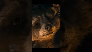 Scary Story of Rocket Raccoon *SAD*😢⋮ Guardians of The Galaxy 3 #shorts