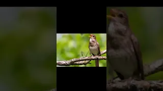 "Свинья и соловей". Морская свинка поет как птичка ). Guinea pig sings  like  a bird.