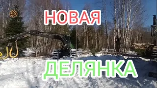 Переехали в другую делянку. Лес.