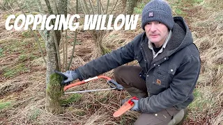 Coppicing Willow, Why, When and How.