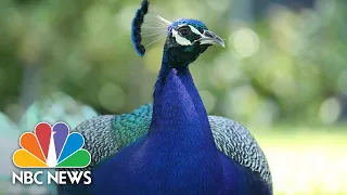 Proposed Peacock Bill Ruffling Feathers In Los Angeles