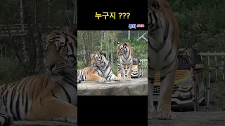 (봉화sun)(호랑이숲)누구지 ??? (2023. 9. 13.)  #백두대간수목원 #호랑이 #태범