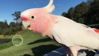 Free Flying Macaw & Cockatoo 1_2