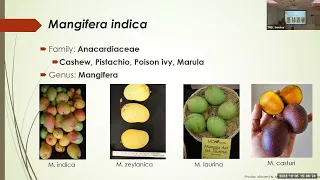 TREC Seminar Series 2023 - Mango Seedling Genotyping by Vincent Michael