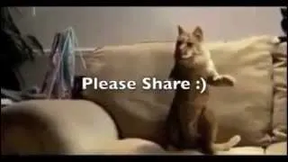 The ultimate cat compilation! EPIC 2013