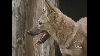 Walt Disney's "Concho, The Coyote Who Wasn't…” Season 12 Ep 24