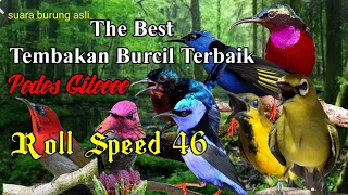 Kompilasi Tembakan Burcil Suara Super Tajam Pedas // Masteran Burung Faightr