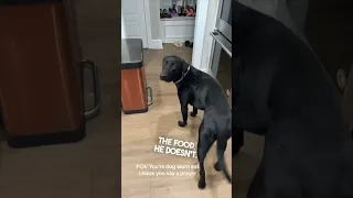 This dog wants to pray before eating ❤️