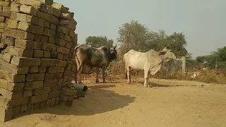 Desi cow and bull mating ! amazing meeting video !  बैल संभोग के साथ गाय अद्भुत