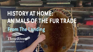 Throwback Thursday - Animals of the Fur Trade