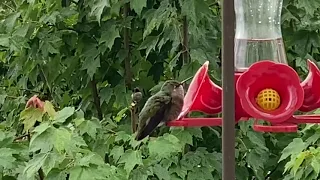 Hummingbirds, see what happens next,😮😮a male hummingbird approaches a female at the feeder