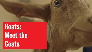 Goats | Meet the Goats