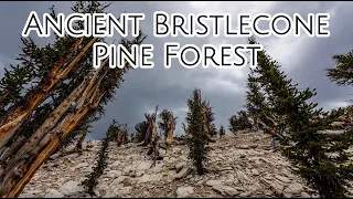 Ancient Bristlecone Pine Forest California - Home to the Oldest Trees in the World